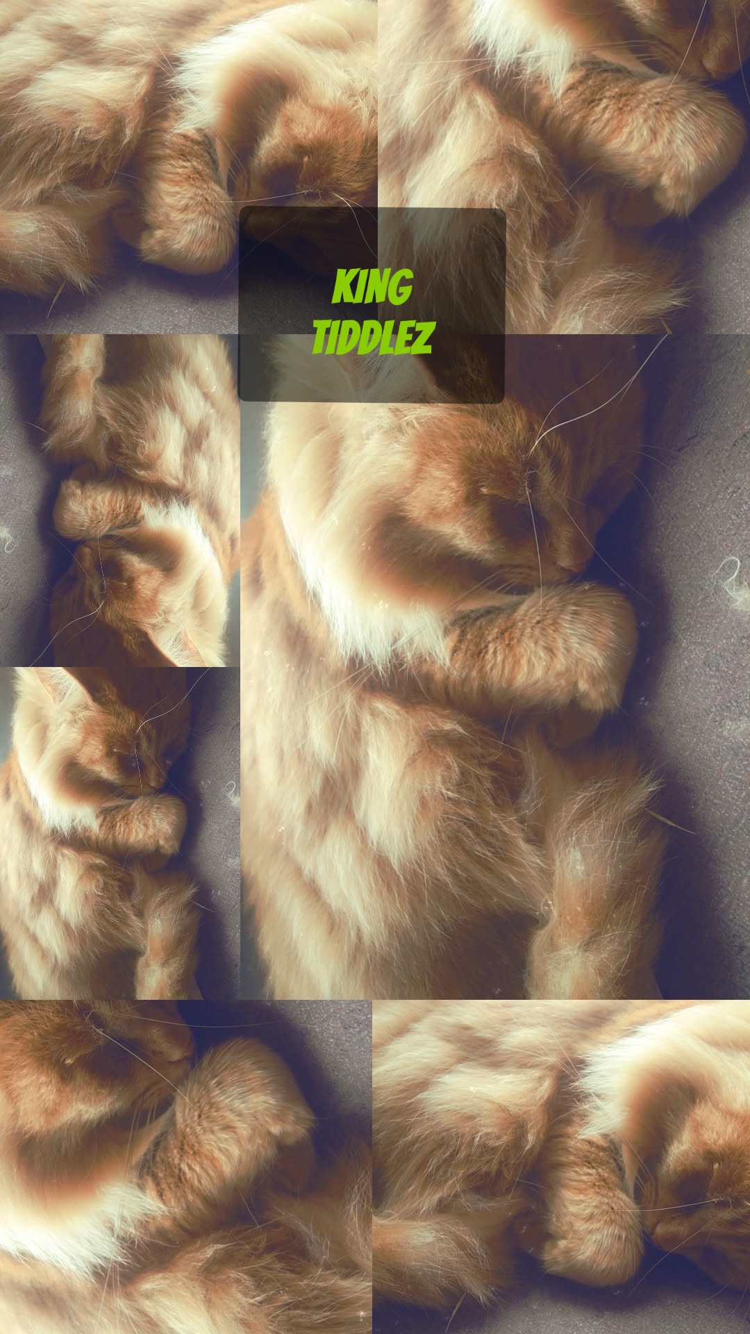 King Tiddlez, a long-haired ginger Maine Coon napping