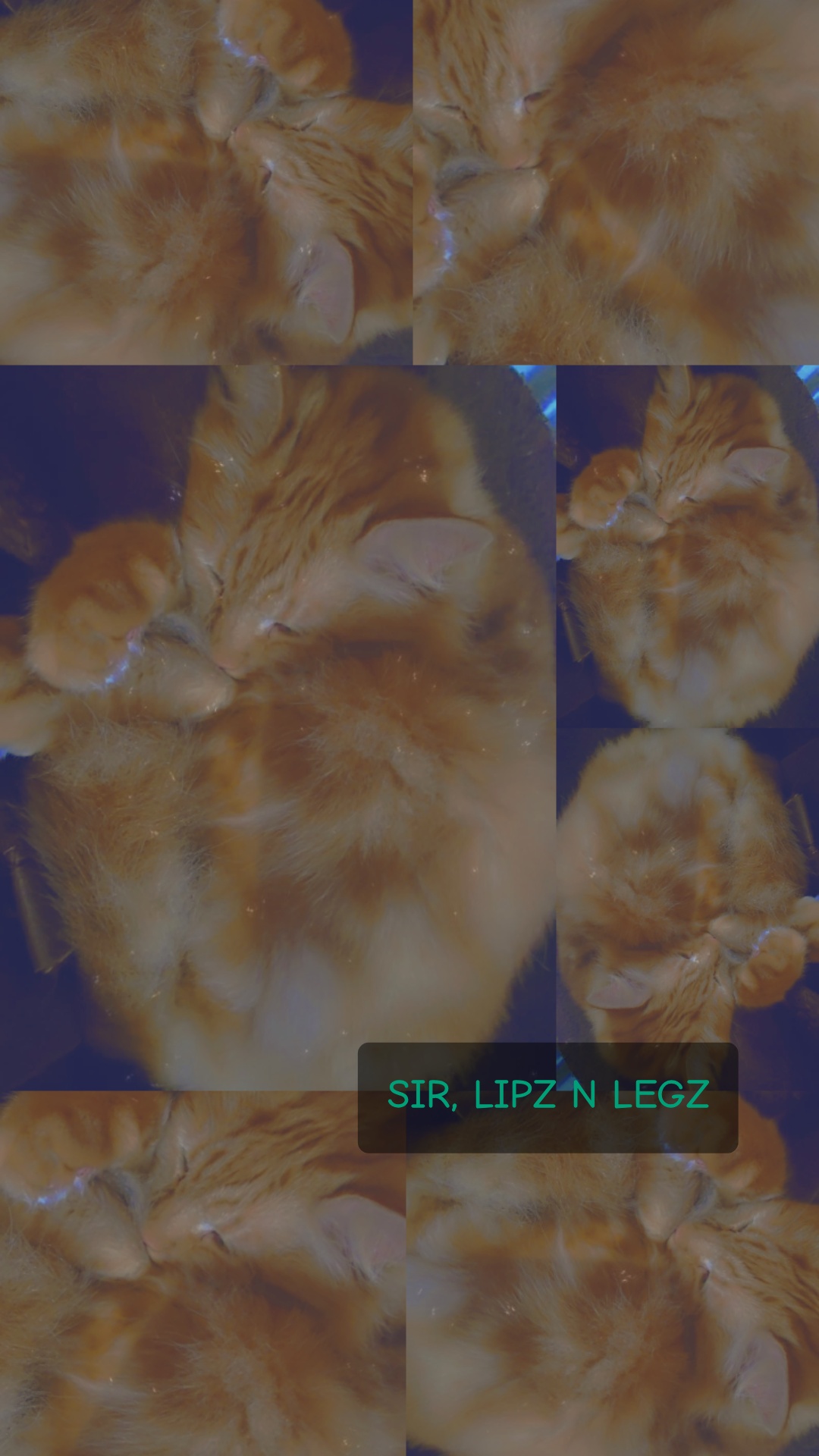 Arnie, a long-haired ginger cat